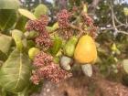 Cashew fruit
