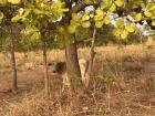 A young cow grazing in a nearby field