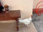 The offerings for the traditional spirits: a white chicken and alcohol