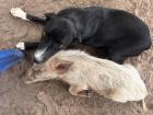 Sometimes it's tricky to understand jokes in a new culture, but this unlikely friendship between a puppy and a piglet had me and everyone around me laughing 