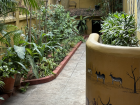 Cat sitting next to mural in Kalpa Druma and a kolum design, which is a traditional Indian art form of drawing designs on the floor using colored rice powder