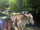 Cows blocking traffic in Chennai