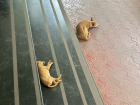 A puppy and her mom sleeping in the sun outside of the hospital I am working with