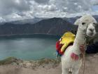 An alpaca