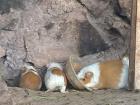 Domesticated guinea pigs bred for consumption