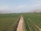 Vineyards in the Ica region of southern Peru