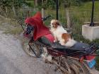 Motorcycles are a popular mode of transportation in Peru, for animals and humans alike!