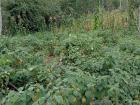 A field of aguaymanto fruit grown by a local farmer