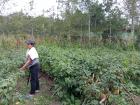 An aguaymanto producer on her farm