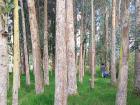 A small cedar grove on a neighbor's farm