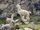 A Peruvian alpaca enjoying the outdoors