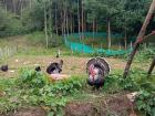 A neighbor's garden with squash and turkeys