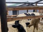 A very friendly cow