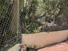 El perro que vive por las gradas cerca de mi departamento