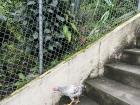 My neighbor got a chicken which has been wandering on our staircase recently