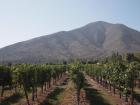 Chile has so many vineyards, you could get lost exploring them al!