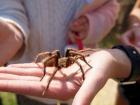 My friend holding a tarantula! Don't worry, he's nice