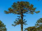 The Monkey Puzzle Tree!