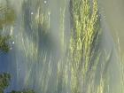 Beautiful algae and plant formations in the river