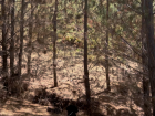 Some burnt pine trees recovering from a recent wildfire