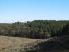 Pine tree plantation forest (on the right) meeting with a native Chilean forest (on the left)