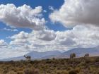 Despite the harsh, dry climate, Atacama is full of plant and animal life!