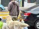 Dog walkers are a common sight. This is a small pack compared to some I've seen.