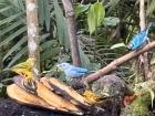 Some of the tanagers we saw while bird watching.