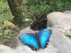 A few of the many butterflies that surround you at the sanctuary.