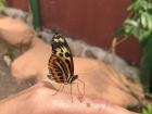 Feeding a butterfly mashed banana on my hand.