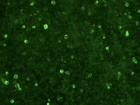 Positive result on the Cell Based Assay