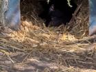 The Tasmanian devil sleeping in its lodge. They look adorable, but be aware that they are deadly!