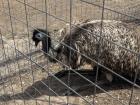 The Emu is such a big bird; I was kinda scared standing next to it!