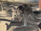The heart animal of Australia, the Kangaroo! It is so cute and soft!