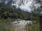 This is one of the environments a wallaby can live in. In this setting, they can use the water to escape from predators.