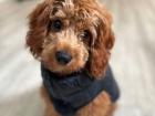 A picture of Noyo’s dog, Timbo