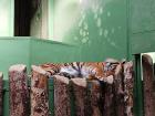 This pretty tiger was taking a snooze when we came by