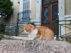They had so many cute cats in Greece!