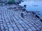 Such a bad picture, but this is a Czech river rat (nutria)