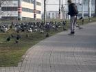 Flock of pigeons near my bus stop