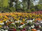 Flowers in the city park now that spring has started 