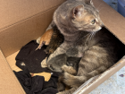 Mama cat and her babies