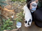 An important part of Ramadan is charity, so we decided to bring some food and water to the street cats by our apartment