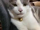 Aisa's cat