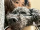 Aisa's toy poodle