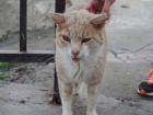 One of the many street cats in Granada that I saw when out on a walk