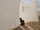 A street cat on an early morning walk in Nerja