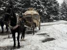 I ran into this method of transportation while walking around! This definitely isn't common, but you can pay for a horse and carriage tour in the park as more of an activity than a transport method if you want!
