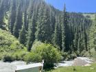 I didn't have any pictures of healthy picea schrenkiana trees from Kazakhstan, but here are some from Kyrgyzstan!