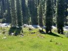 Here are some more picea schrenkiana trees, also located in the mountains of Kyrgyzstan, in Ala-Archa National Park, which is only a few hours from a hours' drive from Kazakhstan!
